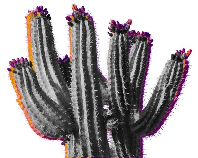 Cactus Country Waste - Arizona Waste Management Services